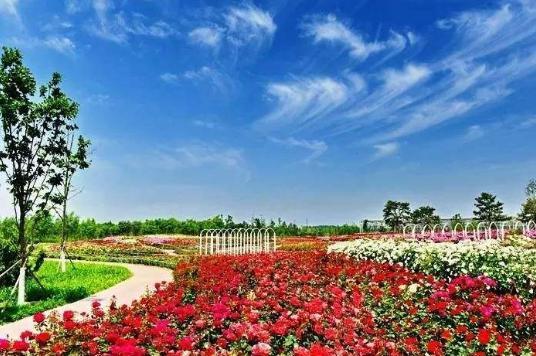 中国古老月季文化园
