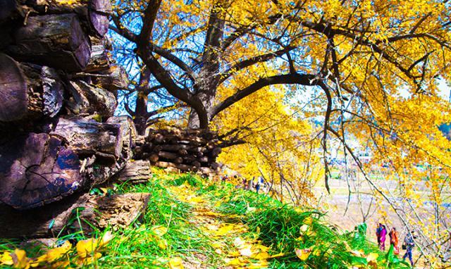 千年银杏谷文化旅游区