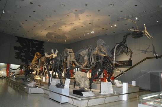 Osaka Museum of Natural History