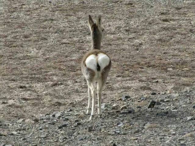 夏都大街清真寺