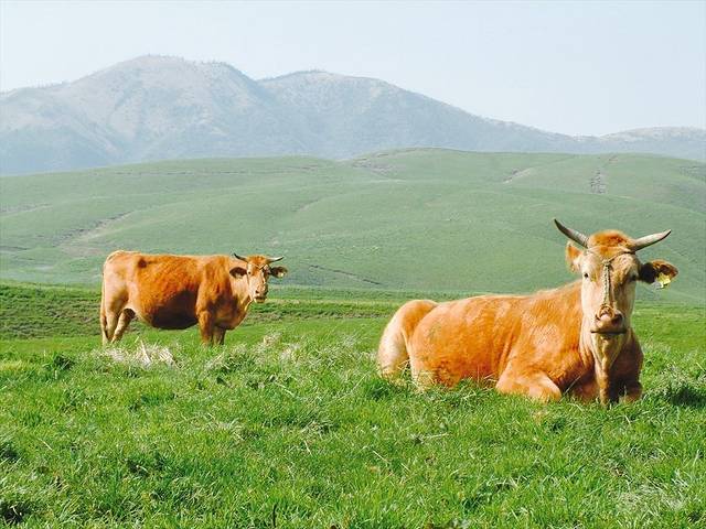 Grilled Beef & Korean Home Cooking Sho