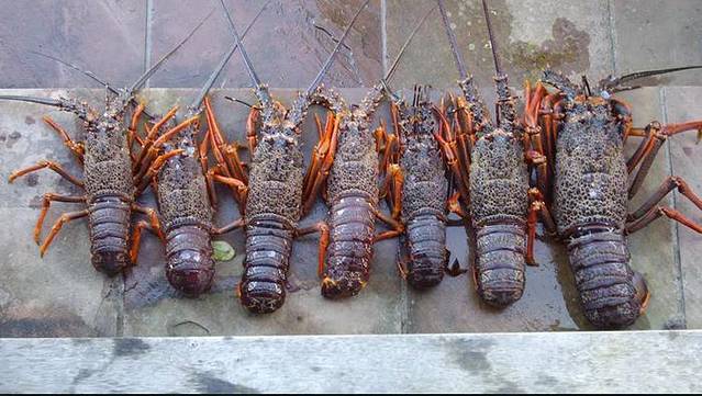 Freedom Fishing Charters