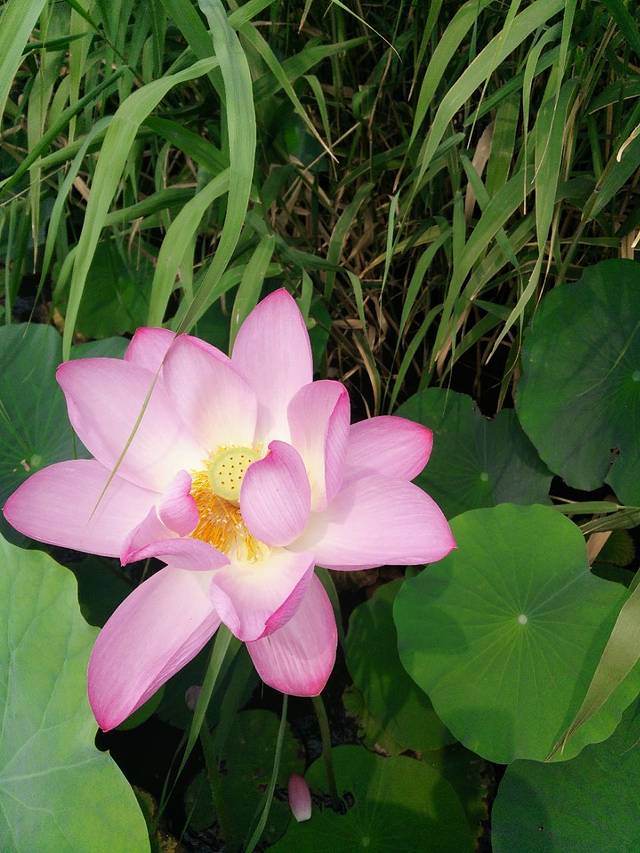 太熟悉家常菜(燕郊店)