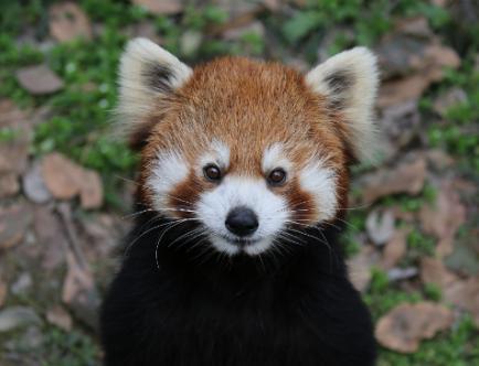 红山森林动物园小熊猫馆