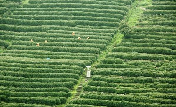 老龙井十八棵御茶园