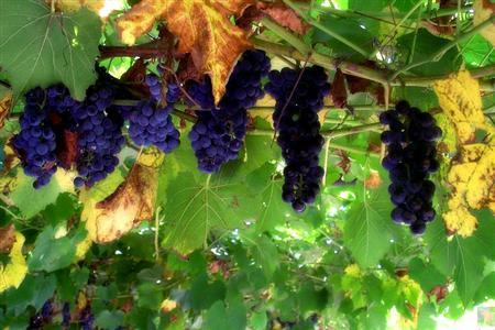 葡萄大世界观光采摘园