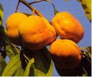 盘山特产经销处