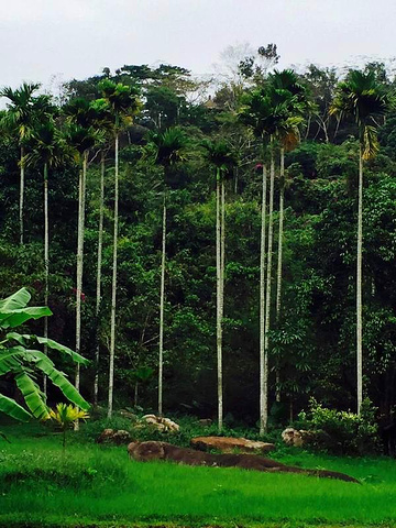 不愧有人叫它"天然氧吧"这植被,让从小生活在北方的我大开眼界