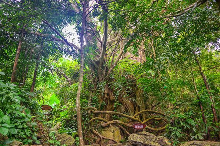 彷徨与激动,不想错过任何机会,这是我最长情的告白_呀诺达雨林文化