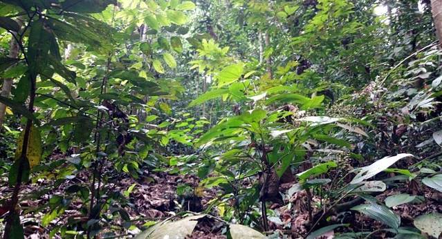 Kota Damansara Community Forest Reserve