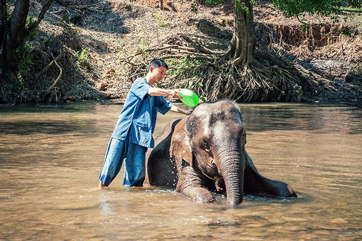我的像是头小象,不太听话,随时都有"开小差"的可能.
