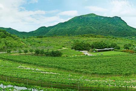 华欣山丘葡萄园
