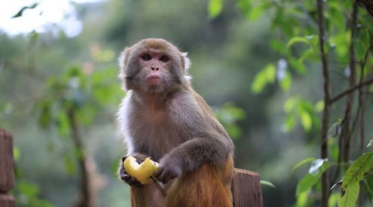普洱太阳河国家森林公园