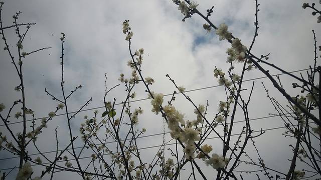 大沙镇榄坑梅园