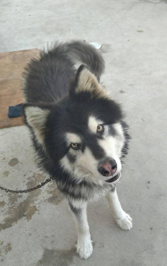 北京烤鸭(永兴店)