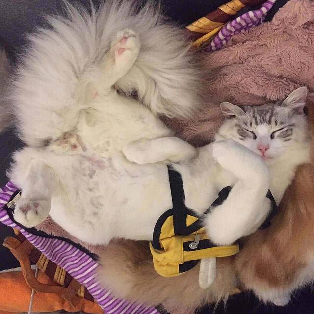 甜甜咖菲猫·猫咪咖啡馆(大学城店)