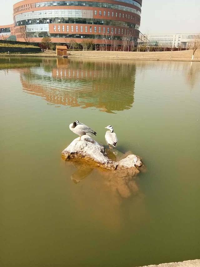 毕记老南京大碗皮肚面(软件大道店)