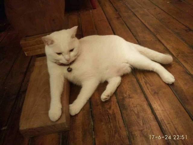 卡优米家的猫与咖啡