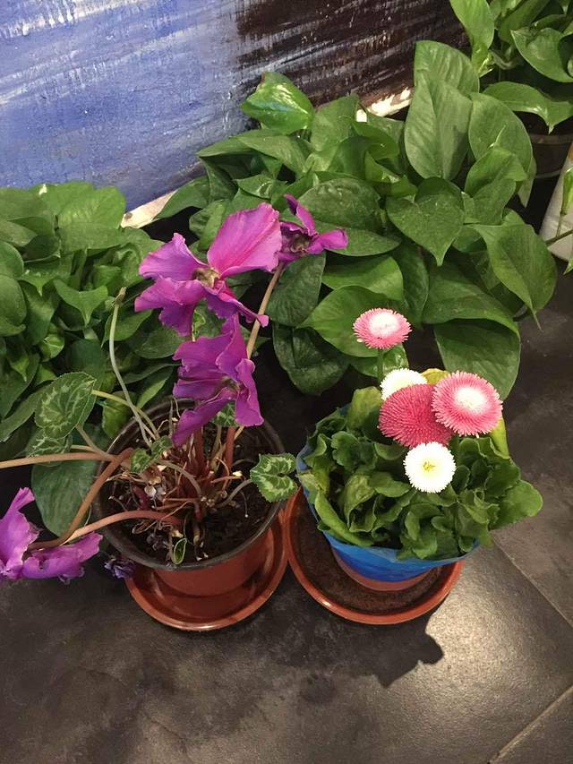 好利来(平谷步行街店)