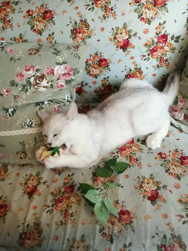 董小姐咖妃(松江大学城店)