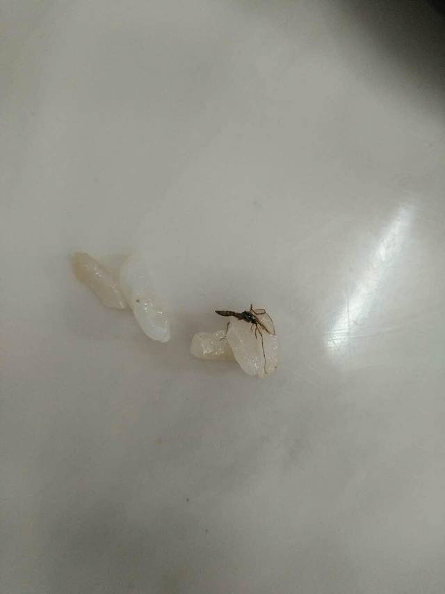 食客唯鲜·火火火卷饼