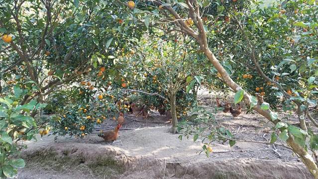 源金贝生态农庄