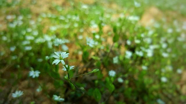 小四川特色烤鱼(新城总店)