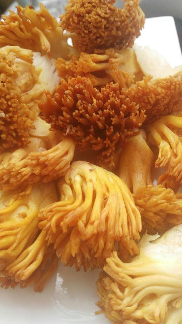 养生菌王府(八宿店)