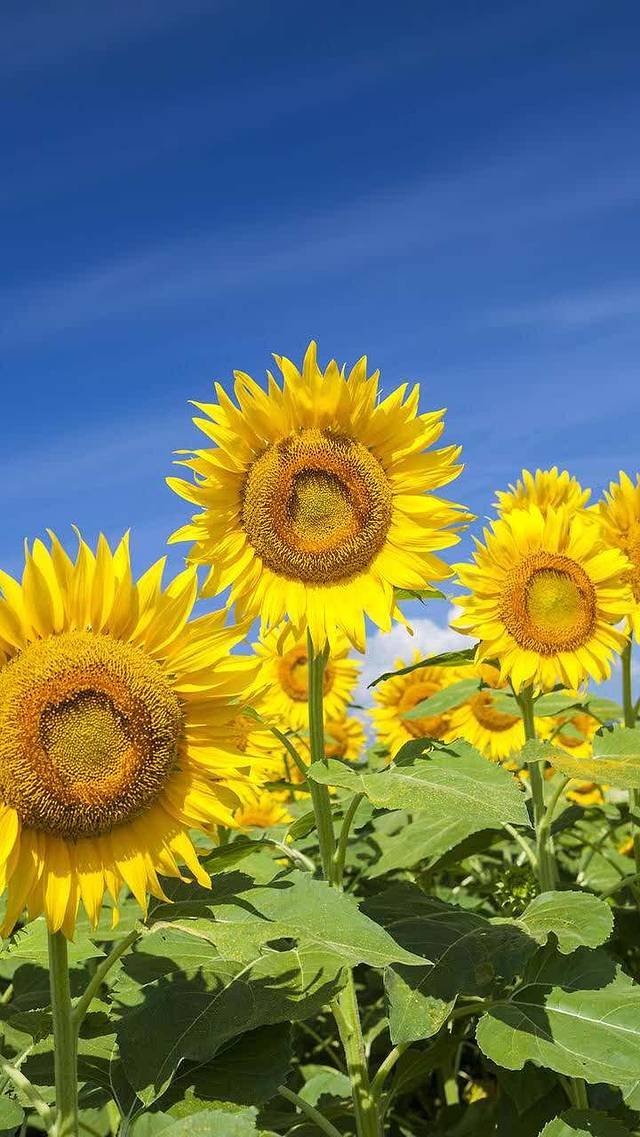 品佳餐厅(梧桐路店)