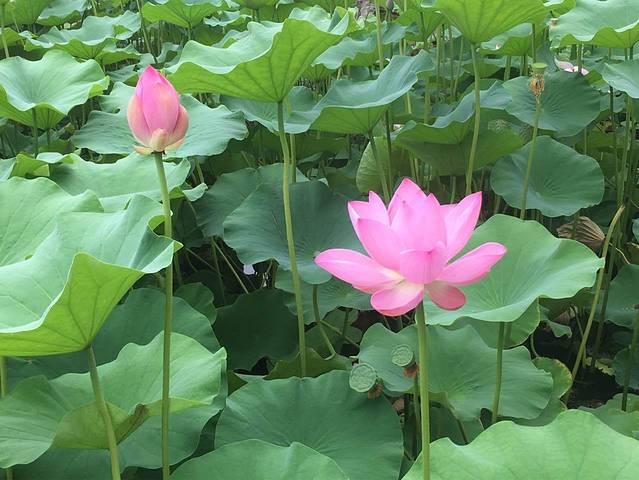 弄堂小笼包(天津未来广场店)