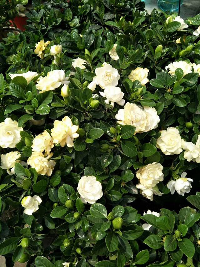 张庄富莱花卉大市场