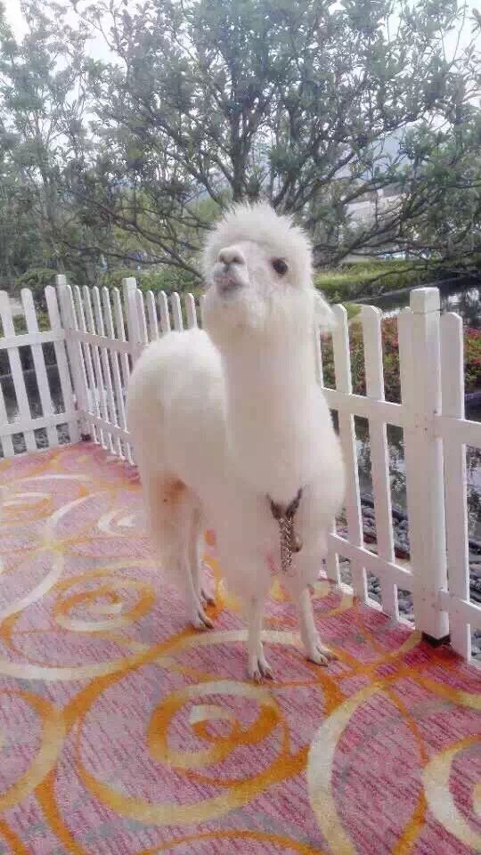 舟山绿城直营朱家尖东沙度假酒店·东海阁餐厅