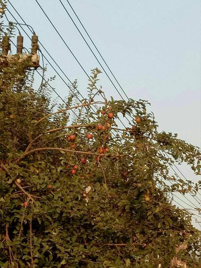 米东国际大酒店·自助餐厅