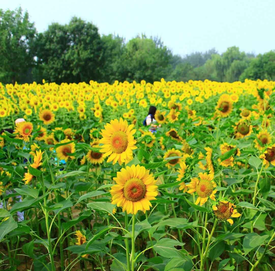 花海徜徉-聆听花开的声音