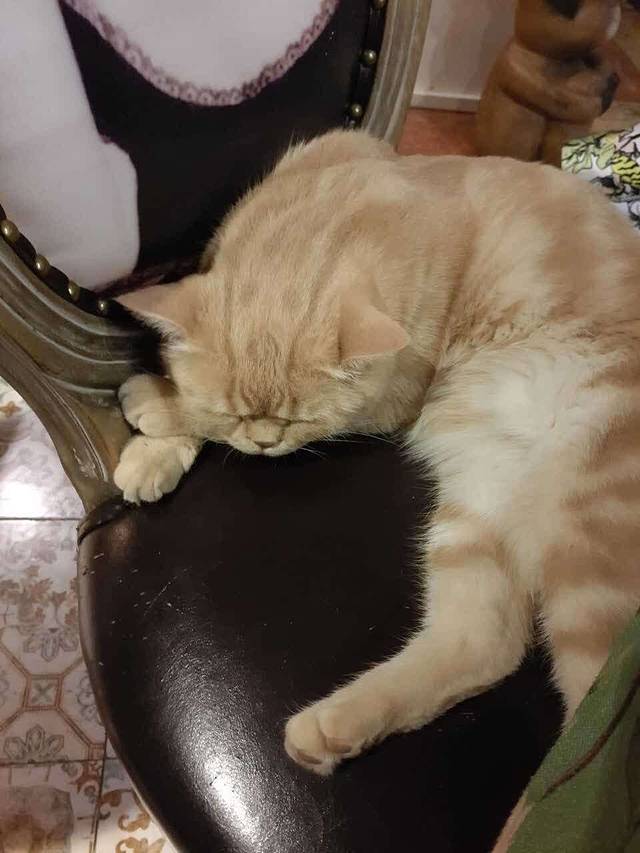 懒猫咖啡(宽厚里店)