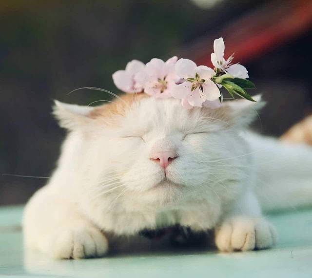 蜜雪冰城(聊大店)