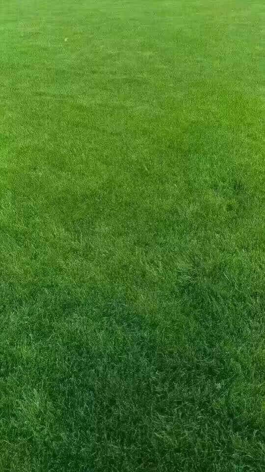 魏家凉皮(西五路店)