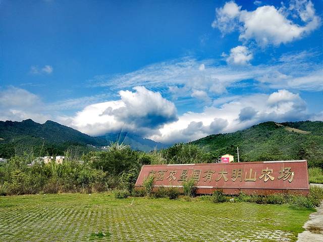 大明山茶场