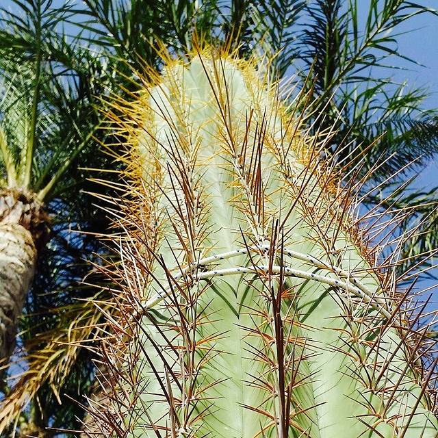 The Lavender Gardens