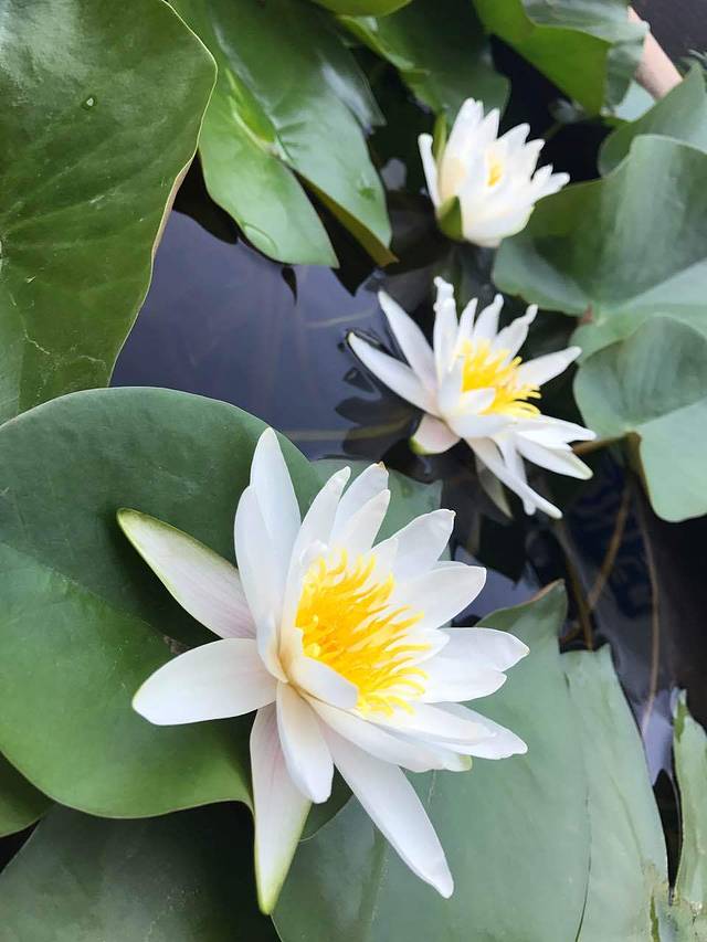 丹香(安丘泰华外街店)