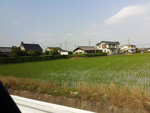 华莱士·全鸡汉堡(南沙金洲店)