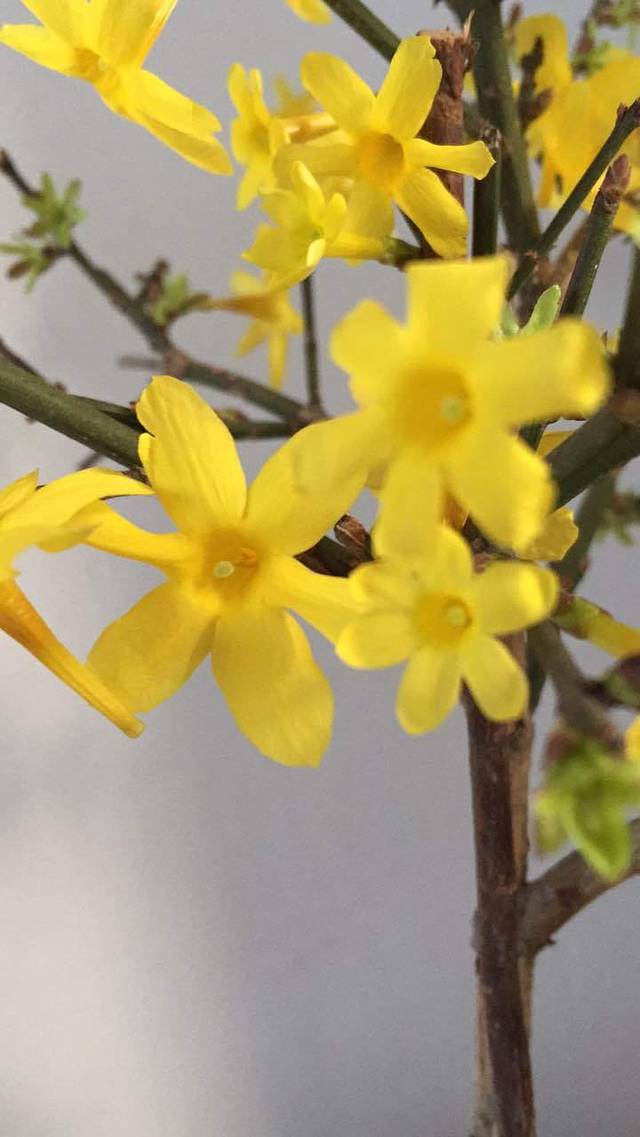 蜀香三绝 牛蛙·烤鱼·双椒鸡(莱州文昌路店)