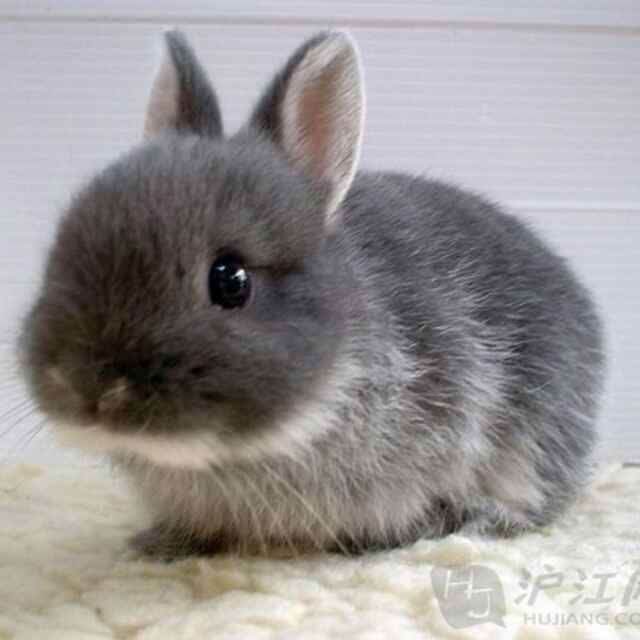 洪湖藕王(荆州店)