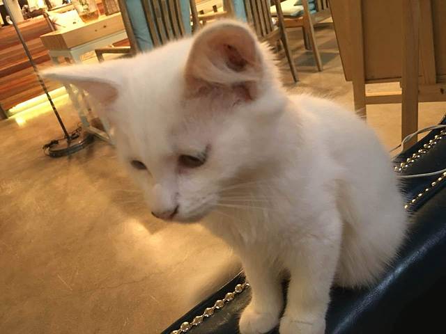 云顶咖啡(体育路店)
