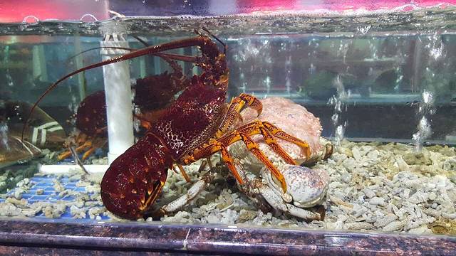 锦泰温泉度假酒店生态餐厅