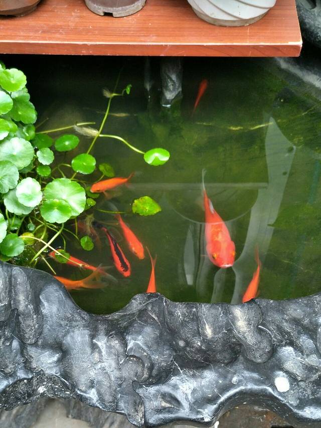 苏州市皮市街花鸟工艺品市场