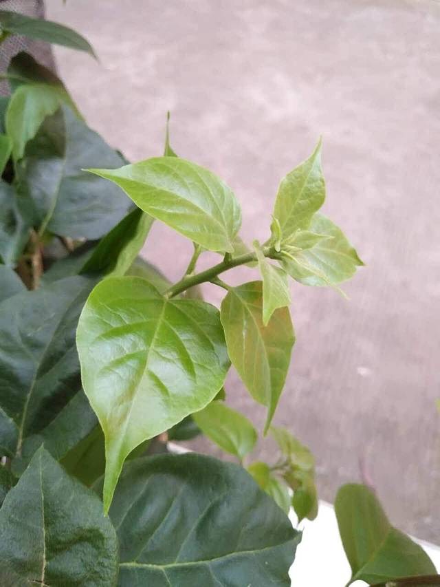 瑞可滋(卧龙楼店)