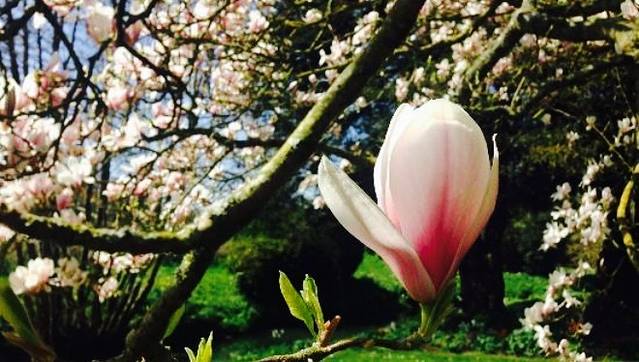 Cole Manor Tea Rooms