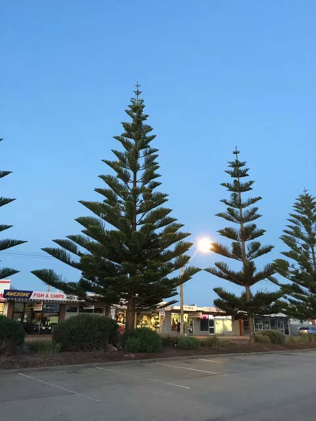 Palm Beach Fish and Chips
