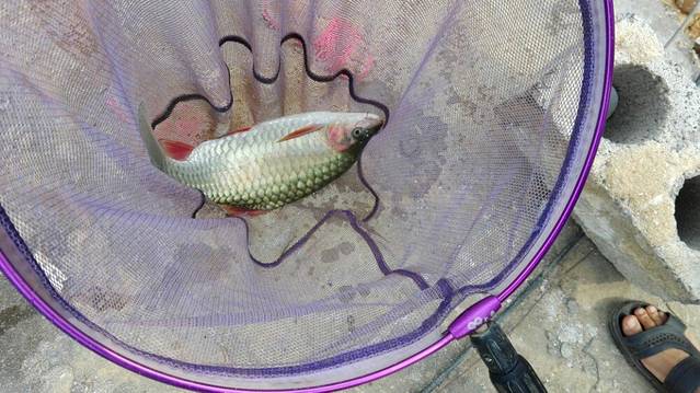 山野觅香生态园餐厅